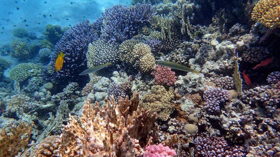 Hurghada: 1 day DIVING Refrechment, Check Dives and Dolphins - The pickup and the seven-hour schedule