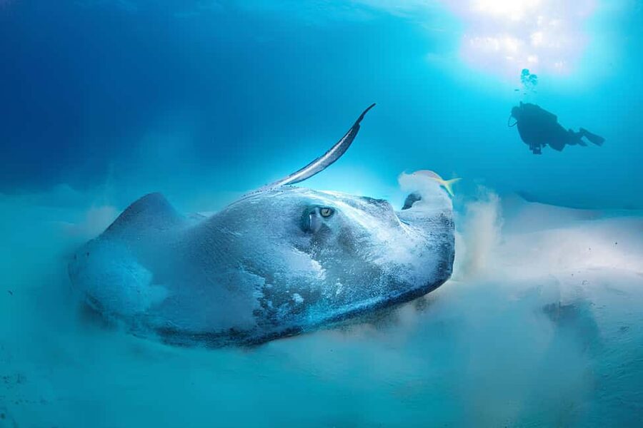 Hurghada: Beginners Scuba Diving Full-Day Boat Trip & Lunch - Snorkeling between the two scuba stops