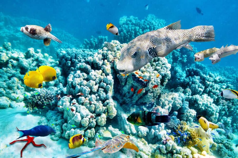 Hurghada: Beginners Scuba Diving Full-Day Boat Trip & Lunch - Who should book this boat trip?