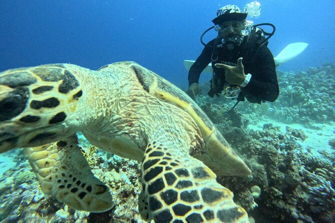 Hurghada Diving Adventure one Day with two Dives Boat Trip - Lunch, drinks, and time between sessions