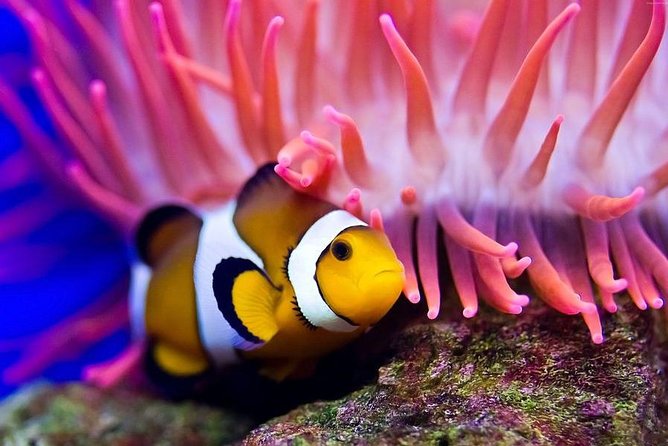 Hurghada: Full-Day Diving Tour with Lunch & Two Dive Sites - Lunch onboard between the two sites