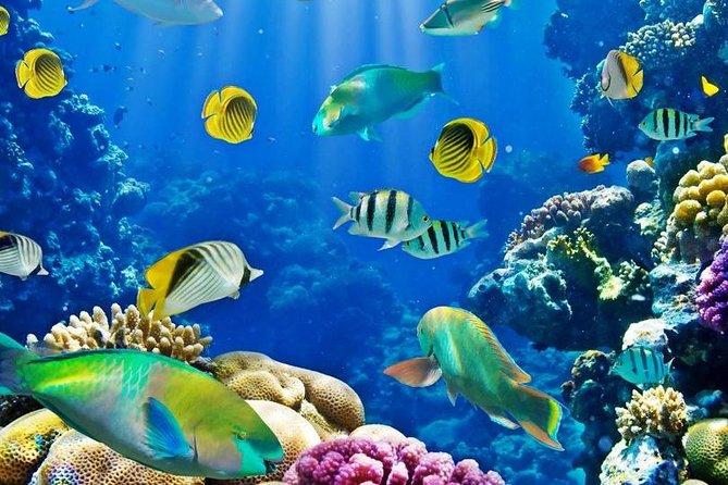 Hurghada: Full-Day Diving Tour with Lunch & Two Dive Sites - What the $26 price really covers