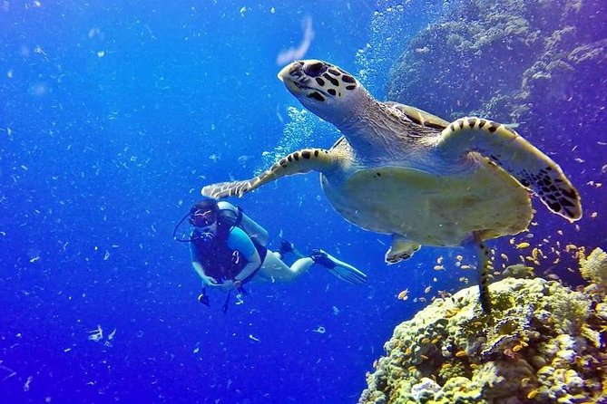 Hurghada: Full-Day Diving Tour with Lunch & Two Dive Sites - Who will enjoy this most