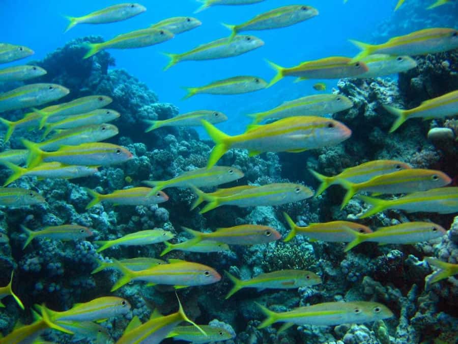 Hurghada: Full-Day Scuba Diving Tour with 2 Sites and Lunch - What this seven-hour Red Sea day is really like