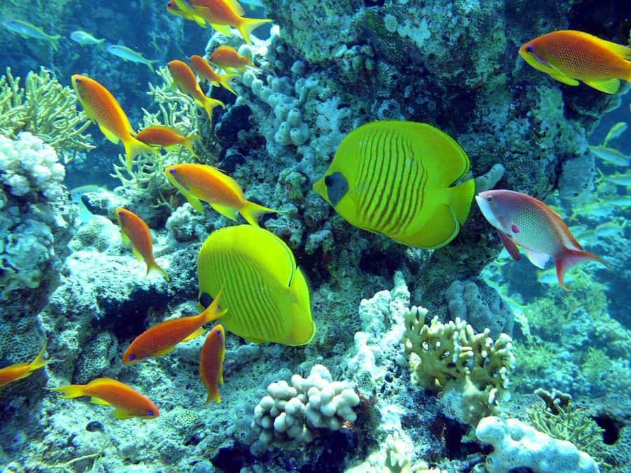Hurghada: Full-Day Scuba Diving Tour with 2 Sites and Lunch - The first underwater session
