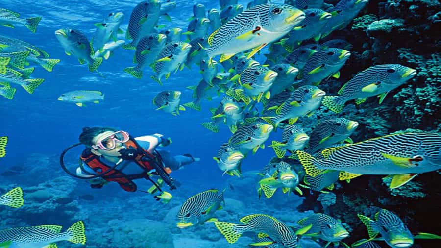 Hurghada:Luxury Diving & Snorkeling inc/Island/Lunch/Massage - Quick points to know