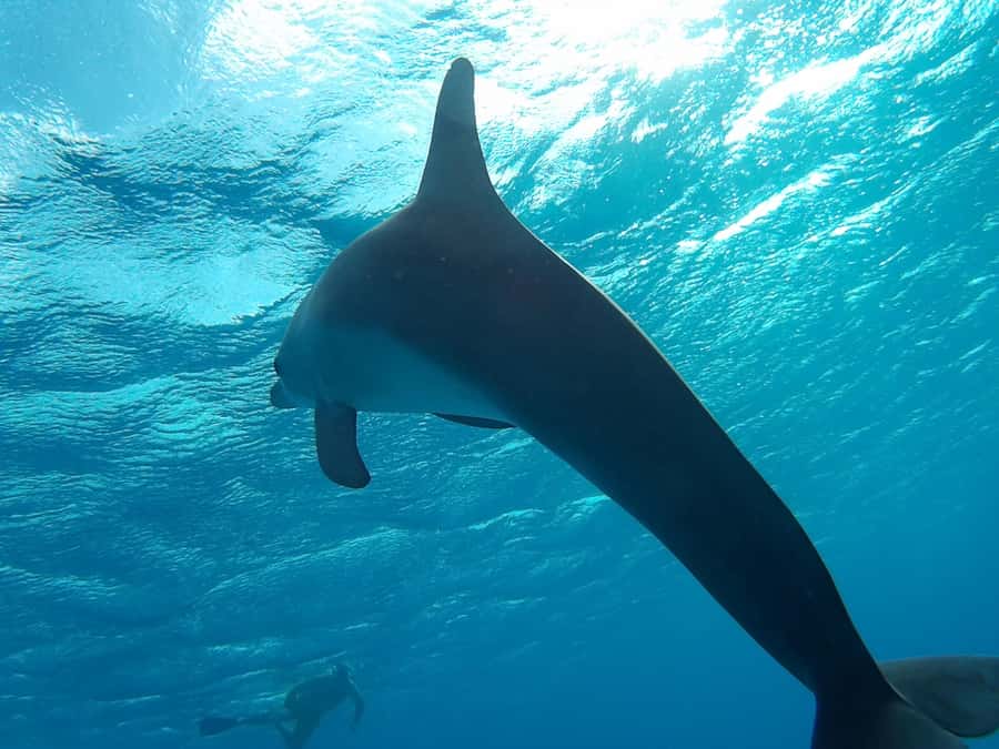 Hurghada: Luxury Orange Bay w/Snorkeling, Massage and Diving - Snorkeling at Giftun Island
