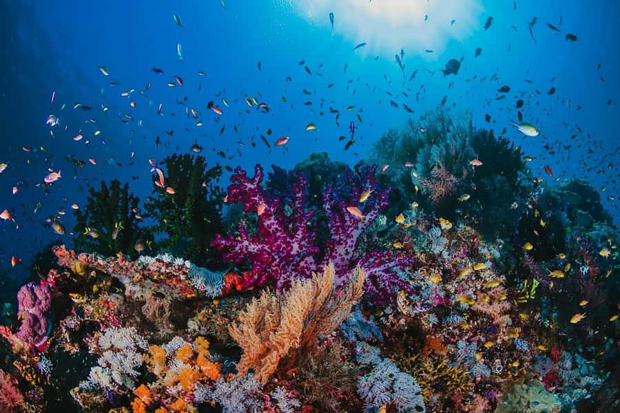 Hurghada: Orange Bay Snorkeling cruise and optional diving - The second snorkeling session