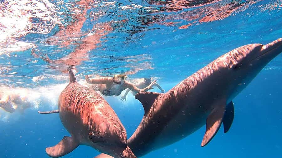 Hurghada: Orange Bay Snorkeling cruise and optional diving - Buffet lunch and waiter service on the return