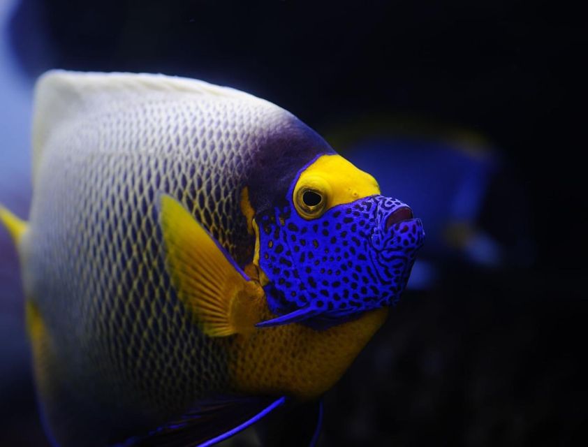 Hurghada: Orange Bay Snorkeling cruise and optional diving - Getting ready for the boat