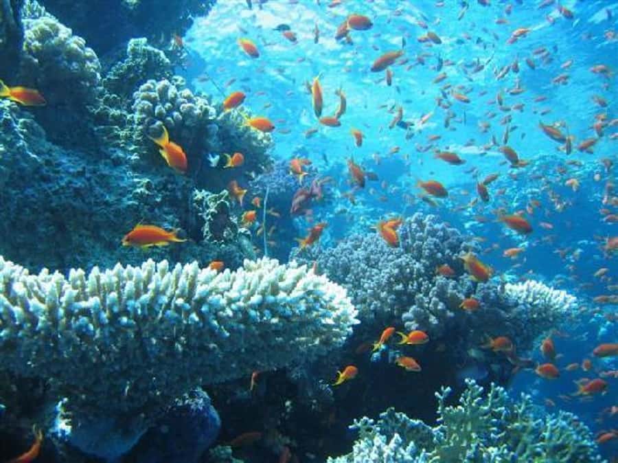 Hurghada, Professionals Diving in Open Water Tour with Lunch - Who will enjoy this Hurghada boat trip