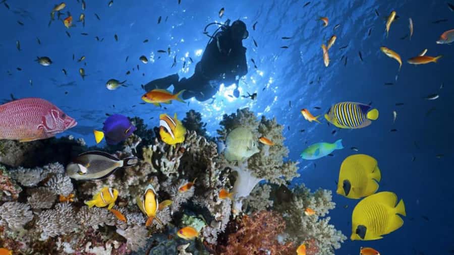 Hurghada: Scuba Diving cruise with lunch & pickup - Who will get the most from this trip
