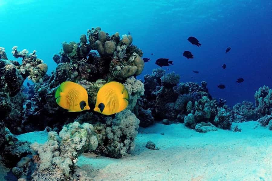Hurghada: Scuba Diving cruise with lunch & pickup - The surface interval on board