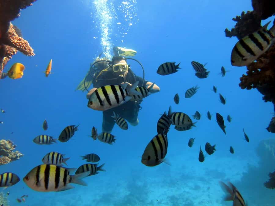 Hurghada: Scuba Diving cruise with lunch & pickup - Island time and possible schedule changes