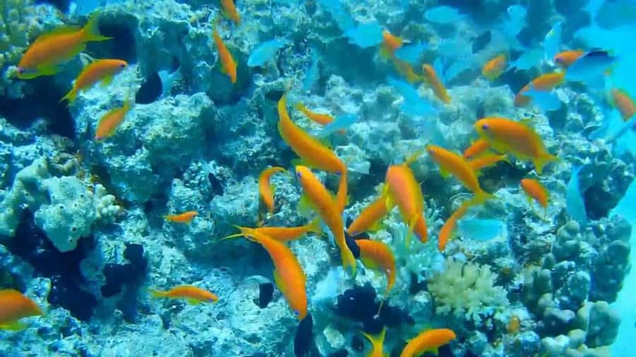 Hurghada Scuba Diving Trip with Pick-up, Lunch - Should you book this Red Sea experience?