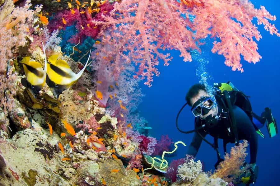 Hurghada Scuba Diving Trip with Pick-up, Lunch - A second site for another 25 minutes
