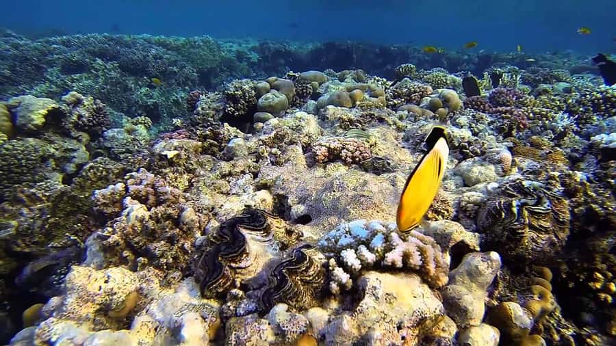 Hurghada Scuba Diving Trip with Pick-up, Lunch - Equipment and comfort for first-time scuba