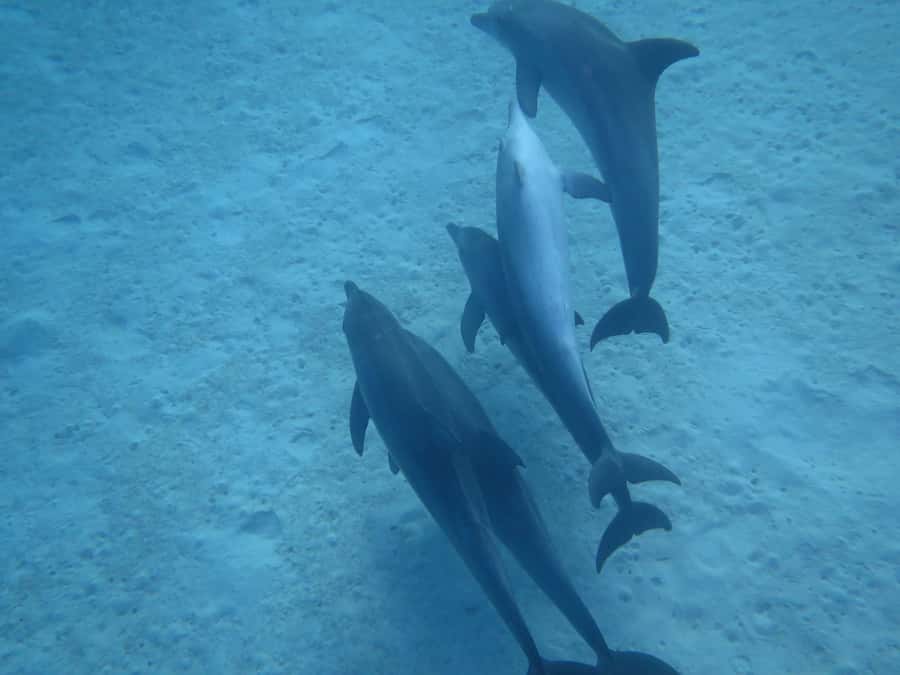 Hurghada Scuba Diving Trip with Pick-up, Lunch - Booking tips that can save you trouble