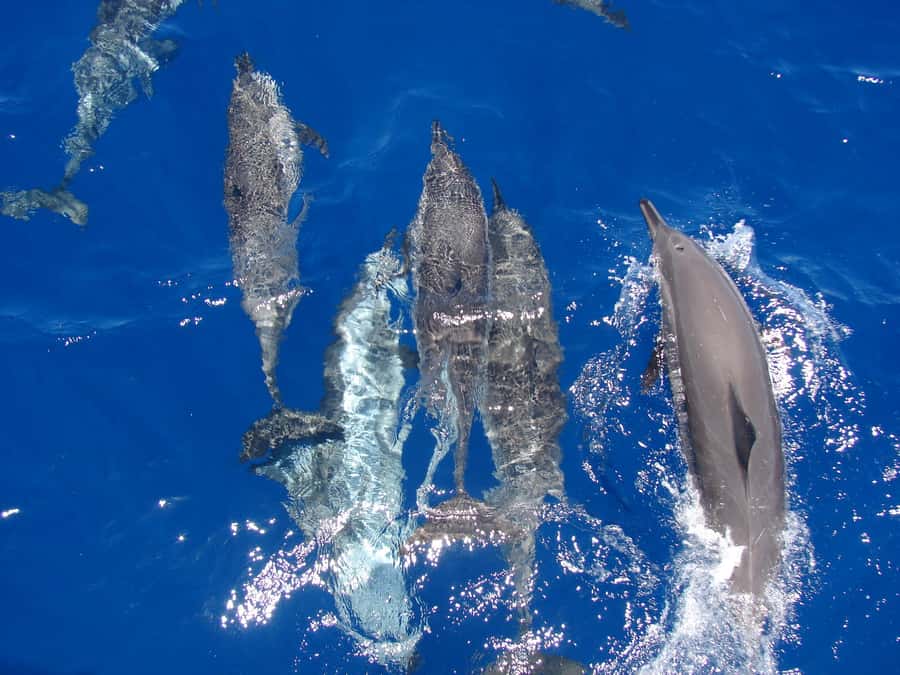 Hurghada: Snorkeling 6 x 1 to Orange Bay w Diving & Massage - Snorkeling at two Red Sea sites