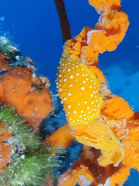 Hvar: Try Dive/Discover Scuba Diving Program - Is three hours enough?