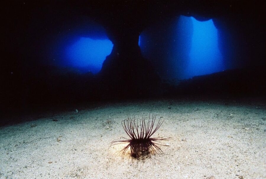 Ibiza: 3.5-Day PADI Open Water Dive Course - Key points to know before booking