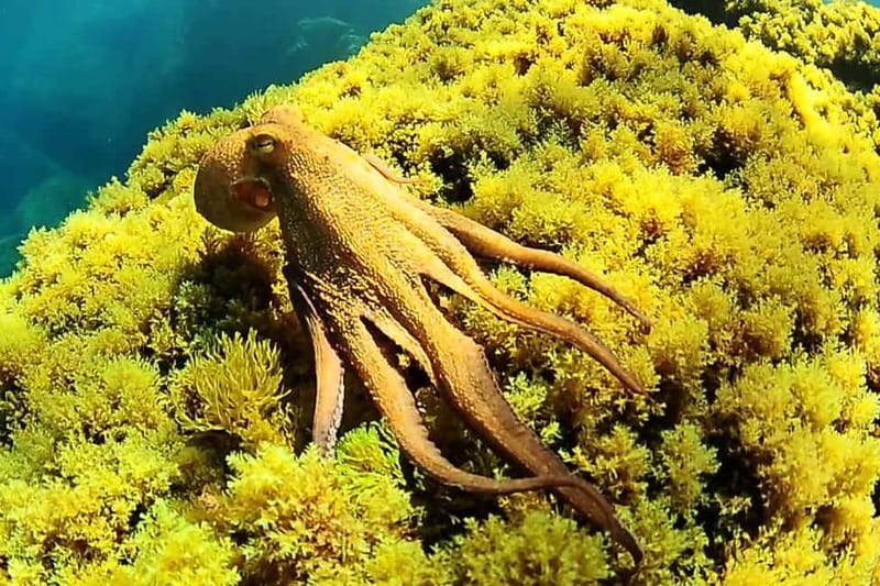 Ibiza: PADI Discover Scuba Diving & Snorkeling Boat Trip - A first underwater taste from San Antonio