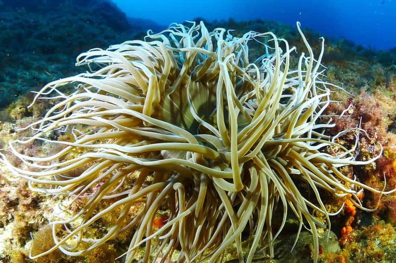 Ibiza: PADI Discover Scuba Diving & Snorkeling Boat Trip - The people who make the experience work