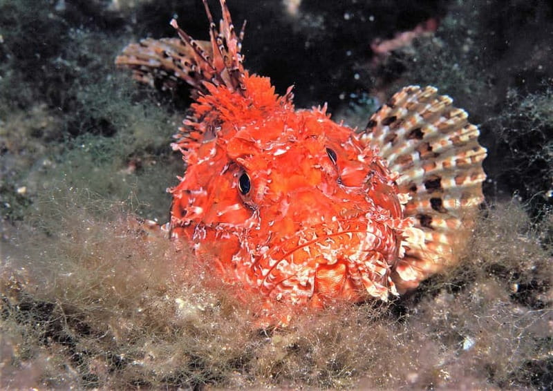 Ibiza: PADI Discover Scuba Diving & Snorkeling Boat Trip - Is $177 fair for three and a half hours?
