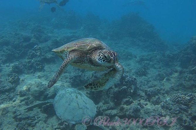 Incredibly Fun Coral Reef Giant Sea Turtles 4hour Boat Scuba Tour - First session: skills before scenery