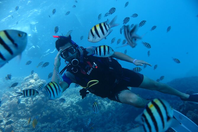 Intro Diving 2 Stops For Beginners with Pick-up and Lunch - Hurghada - Safety and comfort for a first attempt