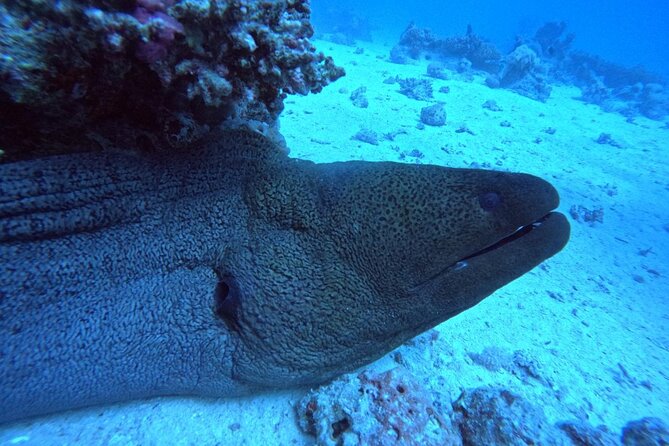 Intro Diving Beginner and Discover Red Sea Underwater - Is $40 a fair price for this Red Sea outing?