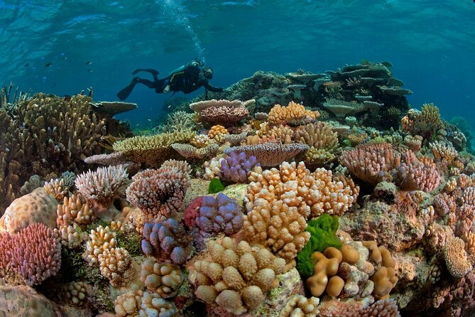 Intro Diving for Beginners 2 Stops Diving with Lunch - Hurghada - Who will enjoy this most