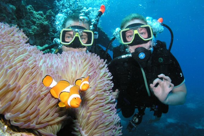 Intro Scuba Diving: 2 Dive Stops With Lunch & transfer - Hurghada - Snorkeling time for a mixed-ability group