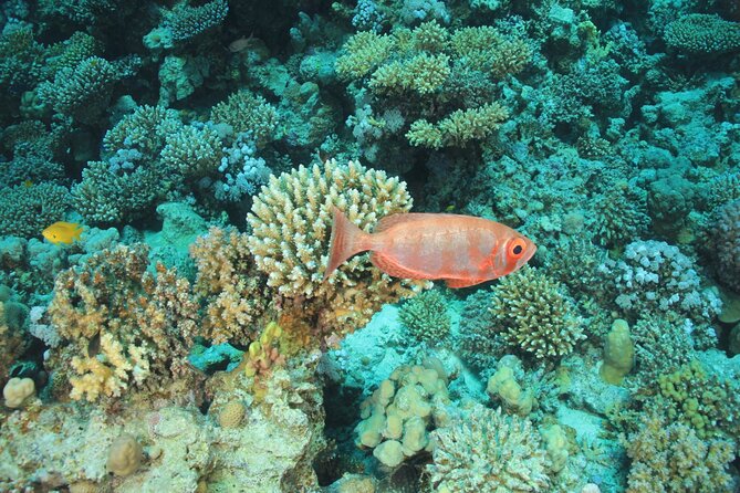 Intro Scuba Diving: 2 Dive Stops With Lunch & transfer - Hurghada - Lunch, drinks, and the rhythm of the boat