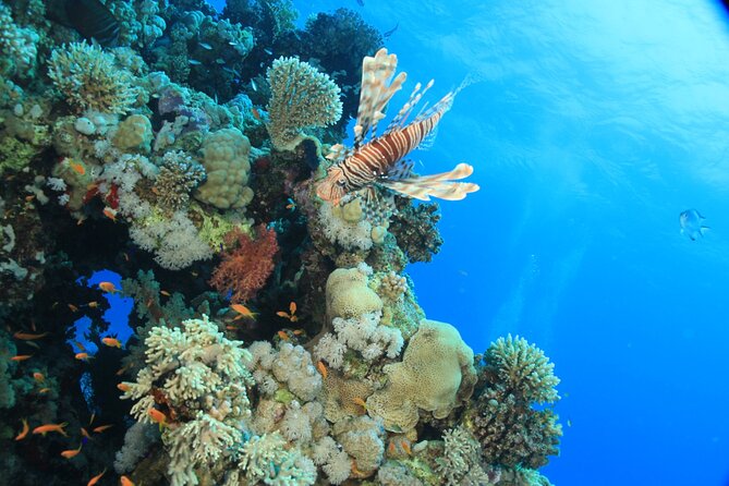 Intro Scuba Diving: 2 Dive Stops With Lunch & transfer - Hurghada - How much value does the listed $5 price offer?