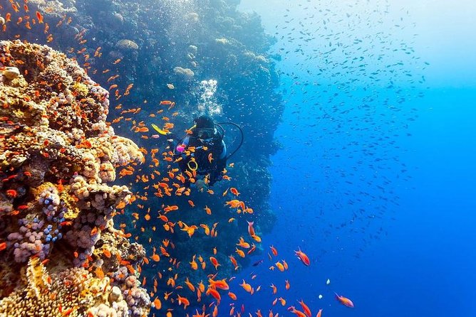 Intro Scuba Diving Beginners Full Day Boat Trip 2 Stops Diving & Lunch– Hurghada - Between stops: snorkeling, lunch, and waiting