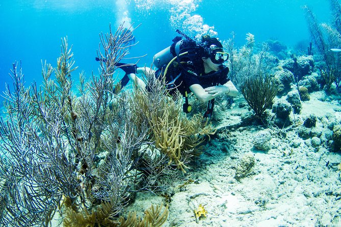 Introduction Shore Dive with Scubaçao (1 dive) - Key points to know before booking