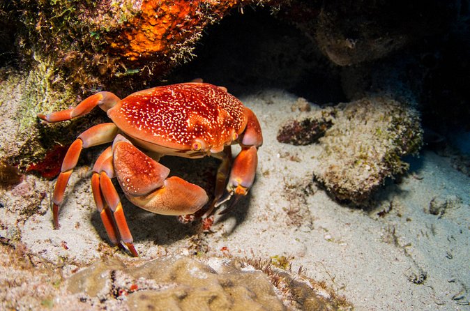 Introduction Shore Dive with Scubaçao (1 dive) - Seeing Curaçao’s fish and coral from the water