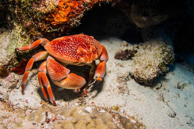 Introduction Shore Dive with Scubaçao (1 dive) - The medical form and flight rule are not small details