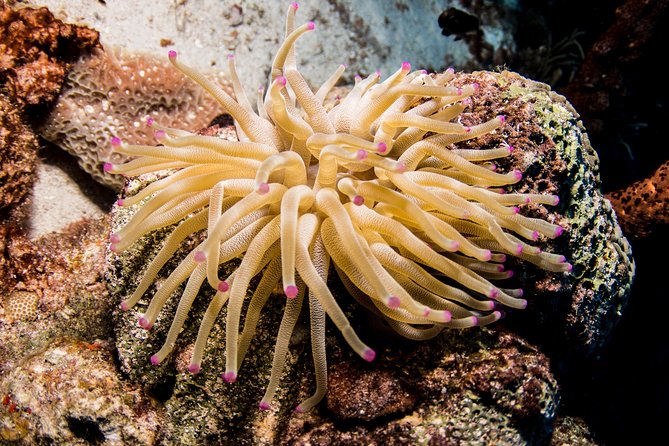 Introduction Shore Dive with Scubaçao (1 dive) - Is $130 a fair price?