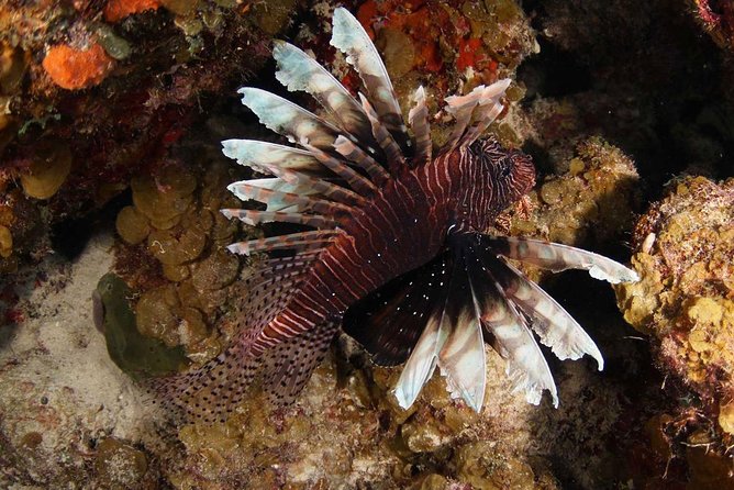 Introduction Shore Dive with Scubaçao (2 dives) - Why two shore sessions make sense in Curaçao