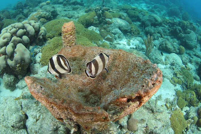 Introduction Shore Dive with Scubaçao (2 dives) - Pickup, equipment, and the small practical details