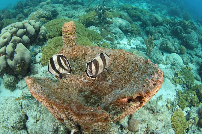 Introduction Shore Dive with Scubaçao (2 dives) - How weather and cancellations affect your plans