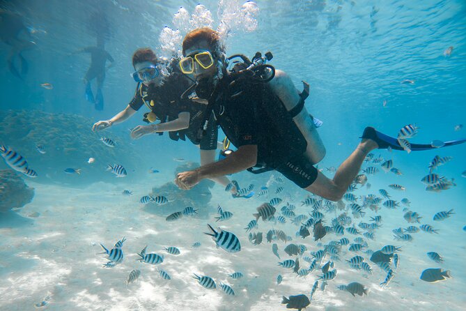 Introductory Dive in Bora Bora (afternoon) - Learning the Basics Before Going Under