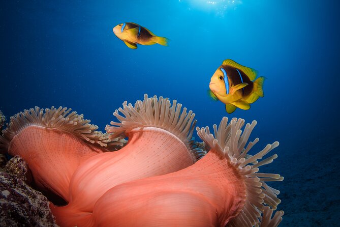 Introductory Dive in Bora Bora (afternoon) - Why the Small Group Matters