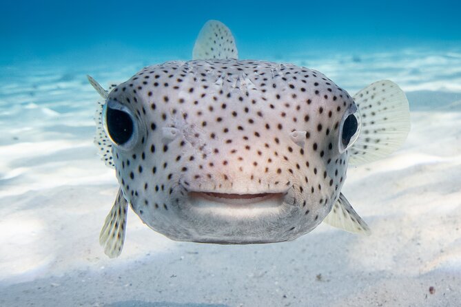 Introductory Dive in Bora Bora (afternoon) - What $136.65 Buys You