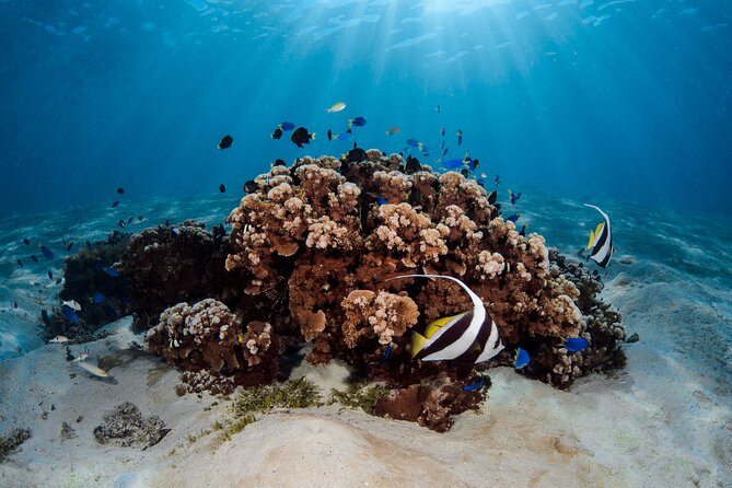 Introductory Dive in Bora Bora (afternoon) - A Coral Garden With Fish, Rays, and Eels