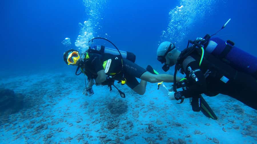 Introductory dive, to get started! - What happens during the 3.5-hour visit