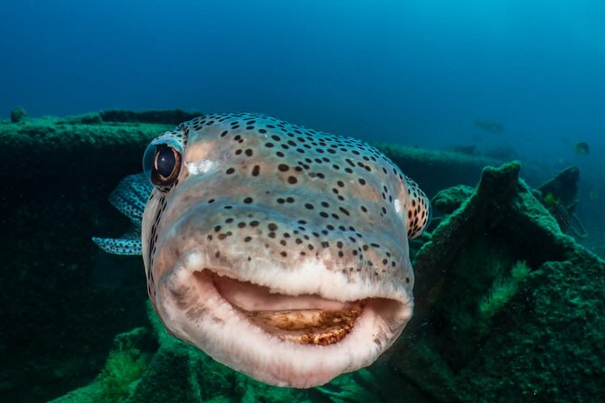 Introductory Diving Class in the Cozumel Reefs - Two Cozumel reef sessions, about one hour each