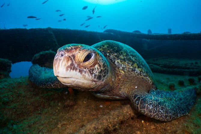 Introductory Diving Class in the Cozumel Reefs - Price and what you receive for $190.29